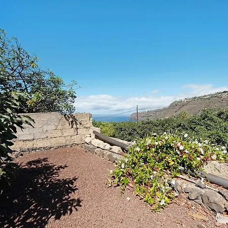 Hibiscus Among Avocados